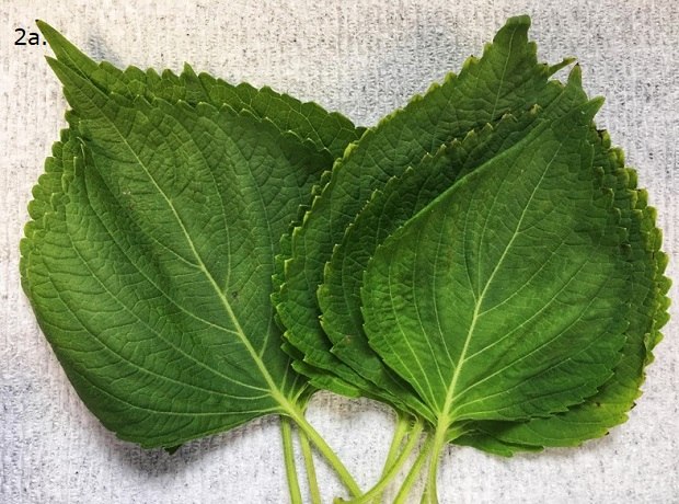 Fresh Perilla Leaves A cluster of fresh Perilla green leaves with serrated edges and a slightly pointed tip, arranged in an overlapping manner.