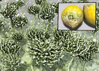 Mycotoxin Analysis in Food and Feed: Detecting the Fungus Among Us