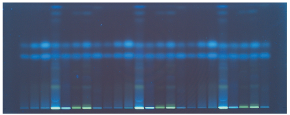 Visualization of the HPTLC Silica gel 60 F254s plate under UV 366 nm for ascorbic and dehydroascorbic acid. HPTLC Silica gel 60 F254s plate visualized under UV 366 nm for ascorbic and dehydroascorbic acid.