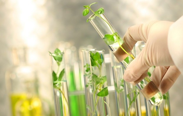 Environmental Testing and the F&F Industry Mitigating Contamination Risk Plants in liquid in test tubes.