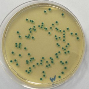 <i>Cronobacter sakazakii </i>WDCM 00124 on ChromoCult<sup>®</sup> CCI agar acc. Cronobacter sakazakii WDCM 00124 on ChromoCult® CCI agar acc.
