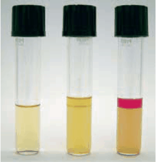Kovac’s indole reaction (from left to right: blank, negative, positive) Kovac’s indole reaction (from left to right: blank, negative, positive)
