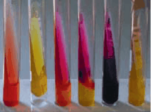 TSI Agar: From the left,we see the mediumwithout organisms, followed by an extreme reaction in the butt of the tube and on the slant surface; the second tube fromleft shows the typical reaction when E. coli organisms are present. TSI Agar: From the left,we see the mediumwithout organisms, followed by an extreme reaction in the butt of the tube and on the slant surface; the second tube fromleft shows the typical reaction when E. coli organisms are present.