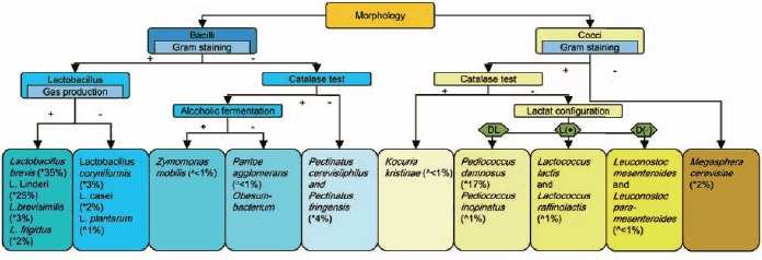 Identification flow chart for beer spoilage bacteria Identification flow chart for beer spoilage bacteria