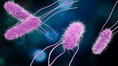 874165142 Salmonella bacteria