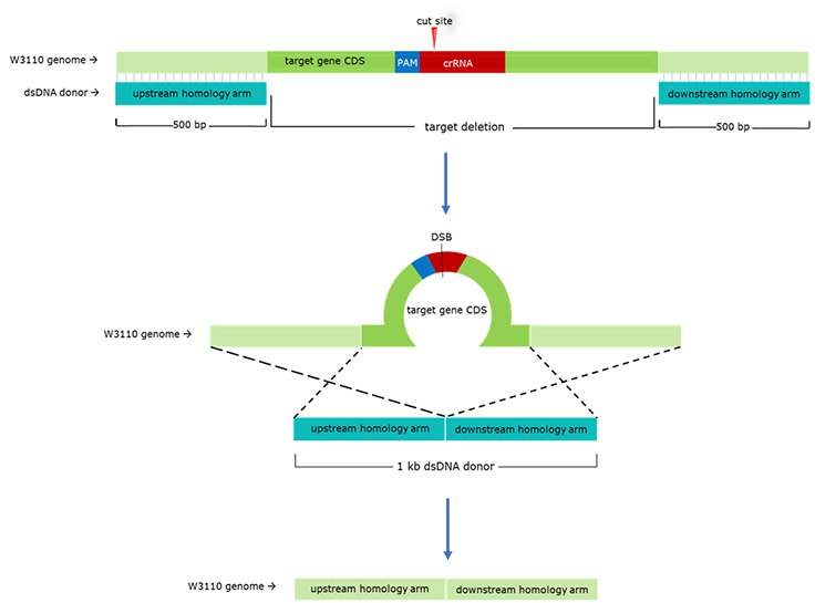 General-Schematic-gRNA-dsDNA General Schematic for gRNA & dsDNA Donor Design.