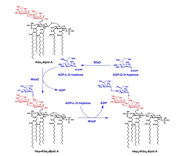 Kdo-Lipid-A-Degradation-Pathways Kdo-Lipid A Degradation Pathways.