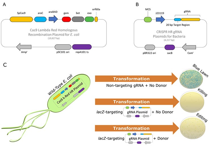 Schematic-of-Dual-Vector Schematic of Dual-Vector E. coli CRISPR λ-Red HR System.