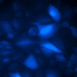 BFP expression in A549-Cas9-Blast stable cells BFP expression in A549-Cas9-Blast stable cells infected with arrayed CRISPR lenti-gRNA viruses, seven days post infection, 20X magnification