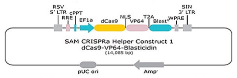 SAM CRISPRa Helper Construct-1 dCas9 VP64 Blasticidin SAM CRISPRa Helper Construct-1 dCas9 VP64 Blasticidin