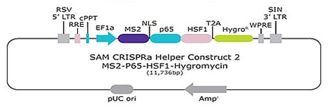 SAMCRISPRa Helper Construct 2 MS2-P65-HSF1-Hygromycin SAM CRISPRa Helper Construct 2 MS2-P65-HSF1-Hygromycin