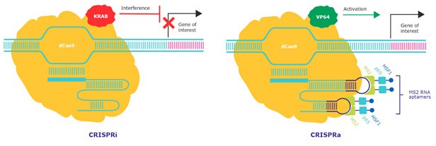 CRISPRi & CRISPRa with dCas9 KRAB and dCas9 VP64 CRISPRi and CRISPRa utilize catalytically inactive dCas9 to recruit the transcriptional repressor KRAB domain or the transcriptional activators HSF1, p65 and MS2 to silence and overexpress target gene expression respectively.