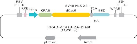 KRAB-dCas9-2A-Blast KRAB-dCas9-2A-Blast