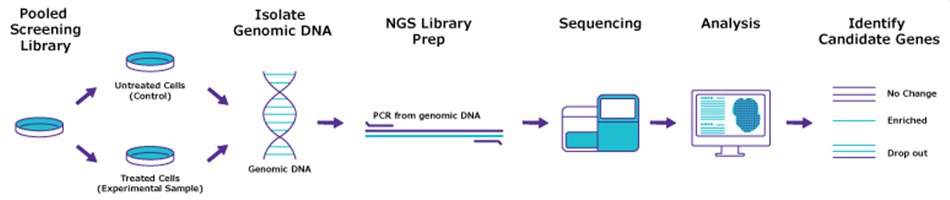 Deconvolution Process DNA preparation and deconvolution workflow for RNAi, ORF and CRISPR screens