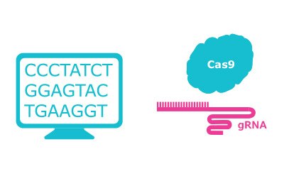 Design gRNA Design gRNA, choose Cas nuclease and select transfection method.