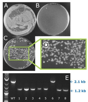 fuzzy-colony-d Deletion in one of four novel W3110 E. coli strains engineered yields “fuzzy” colony phenotype characteristic of deletions at this locus (left).
