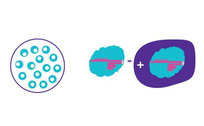 Introduce CRISPR Components Introduce CRISPR components using selected transfection method to edit targeted genes in desired cell line.