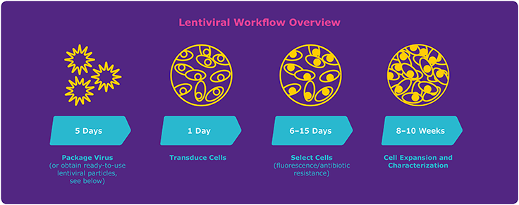 Lentiviral Workflow Overview Lentiviral Workflow Overview
