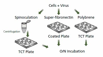 A diagram depicting the process of viral transduction in cells using spinoculation and different plate coatings. A diagram depicting the process of viral transduction in cells using spinoculation and different plate coatings. The sequence starts with "Cells + Virus," followed by spinoculation and centrifugation into a TCT plate. Subsequently, the cells are transferred to plates treated with either super-fibronectin or polybrene, leading to overnight incubation. Each step is represented by simple graphics and arrows indicating the flow of the process.