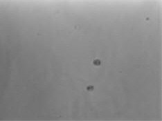 Sanger gRNA Application Data - Non Infected Cells Cell growth after puromycin selection for four days