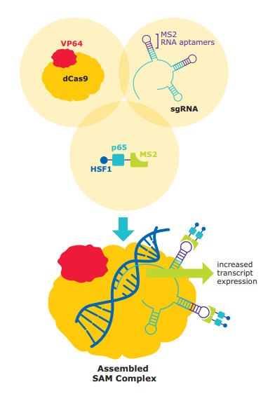 MISSION™ CRISPRa Synergistic Activation Mediator (SAM)
