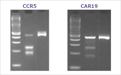 Typical T7E1 Assay Result A typical T7E1 assay result