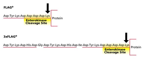 Flag and 3xFlag Amino ACis Flag and 3xFlag Amino ACis