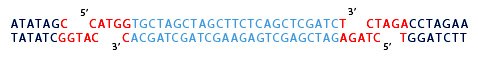 annealing-2 oligos are to be ligated NcoI and XbaI restriction sites.