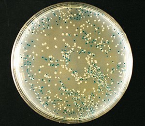 Blue-white color selection of recombinant bacteria using X-gal. Blue-white color selection of recombinant bacteria using X-gal.