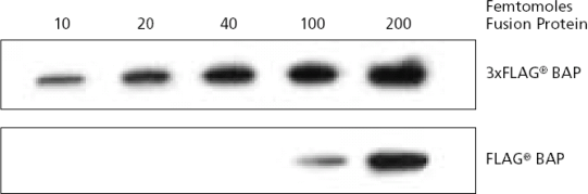 Western Blot of Original FLAG Versus 3xFLAG®. Western blot of purified 3xFLAG®-BAP (bacterial alkaline phosphatase) and FLAG®-BAP transferred onto a nitrocellulose membrane. Detection was performed with ANTI-FLAG® M2 monoclonal primary antibody, anti-mouse-HRP secondary antibody, and ECL™ chemiluminescent substrate. Western Blot of original flag