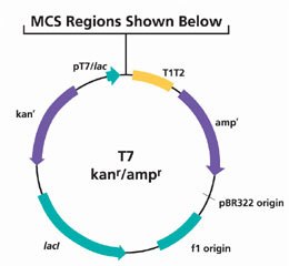 Kanamycin gene and ampicillin gene for greater selection flexibility in E. coli Kanamycin gene and ampicillin gene for greater selection flexibility in E. coli