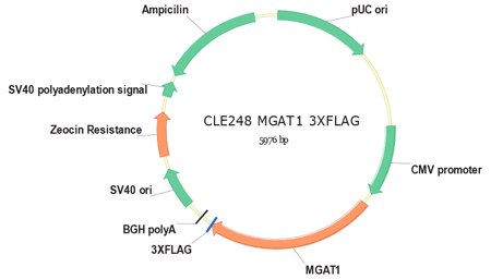 MGAT1 Overexpression Vector MGAT1 Overexpression Vector
