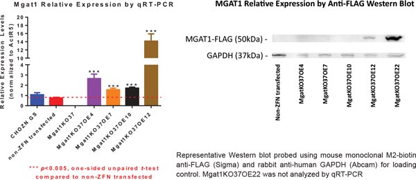 MGAT1KO37 OE Clones Have Higher MGAT1 Expression than the Wildtype Cell Lines MGAT1KO37 OE Clones Have Higher MGAT1 Expression than the Wildtype Cell Lines