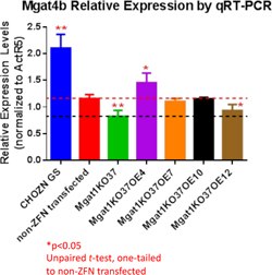MGAT1KO37_OE4 Have Higher Mgat4b Expression Compared with the Host Cell Lines MGAT1KO37_OE4 Have Higher Mgat4b Expression Compared with the Host Cell Lines