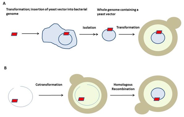 Schematic representation of transformation in Yeast Schematic representation of transformation in Yeast