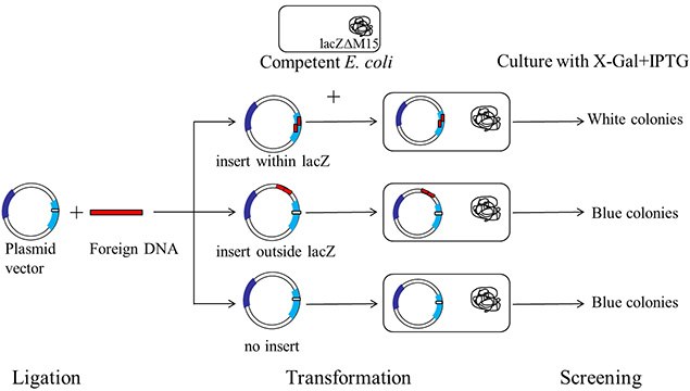 A schematic representation of a typical blue-white screening procedure. A schematic representation of a typical blue-white screening procedure.