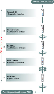 Mamm-Genomic-Kit GenElute Mammalian Genomic Flow Chart
