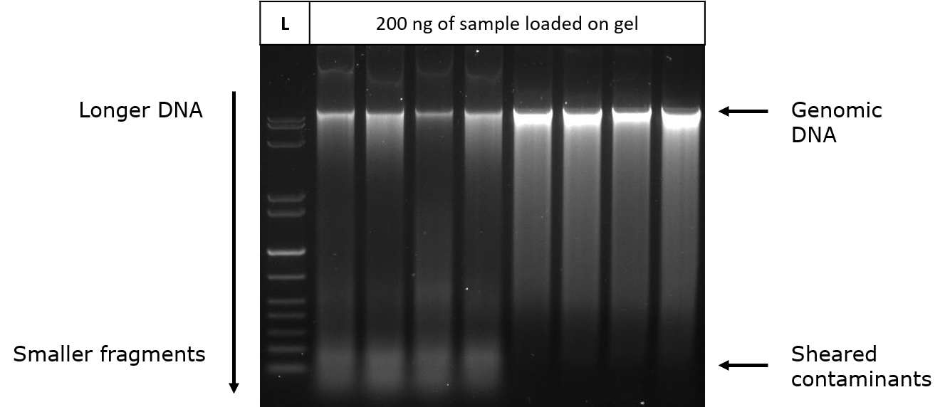 agarose-gel-electrophoresis Agarose gel electrophoresis of prepared DNA. The first four lanes show greater sheared or low molecular weight nucleic acid contaminants in the preparation.