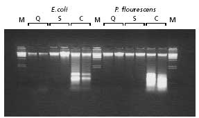 bacterial-gen Comparison of Gram(–) bacteria genomic DNA isolation kits.