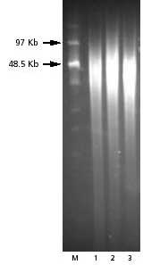 bacterial-gen GenElute Bacterial Genomic PFGE