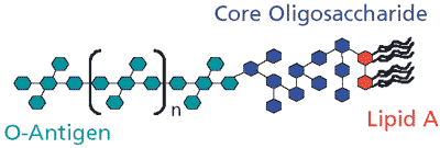 endo-free Schematic of bacterial endotoxin (lipopolysaccharide).