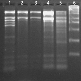 Spectrum™ Plant Total RNA Kit Total RNA Extraction from Cotton using Spectrum™ Total RNA Kit