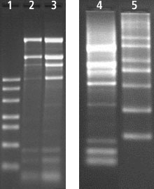 Spectrum™ Plant Total RNA Kit Total RNA Extraction from Rice using Spectrum™ Total RNA kit