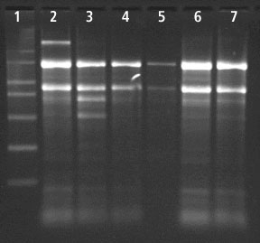 Spectrum™ Plant Total RNA Kit Total RNA Extraction from Sugarcane Leaf using Spectrum™ Total RNA kit