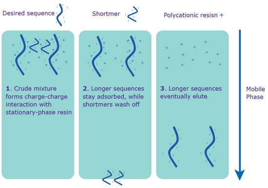ie-hplc Separation via IE-HPLC. IE-HPLC purification occurs without the 5’-DMT on the sequence.