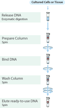 mam-gen-flow For purification of genomic DNA from a variety of cultured bacteria