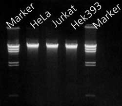 mammalian-cells Genomic DNA purified from mammalian cells