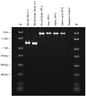 Extract-N-Amp™ Tissue Feature Article PCR analysis of genomic DNA extracted from various types of sources