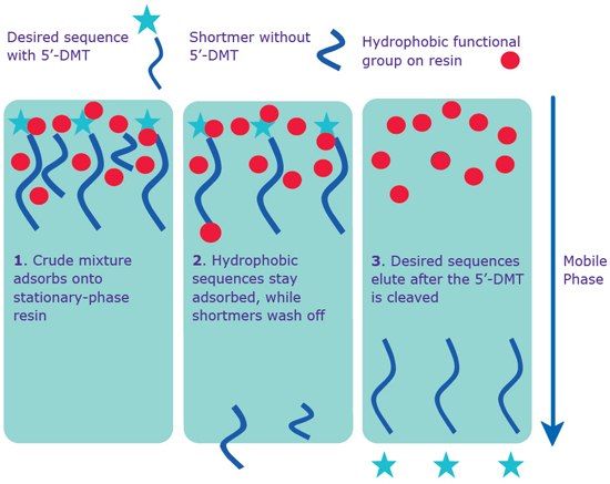 production_graph Separation via reverse phase: cartridge and HPLC. Both standard cartridge and RP-HPLC purification occur with the 5’-DMT on the sequence.