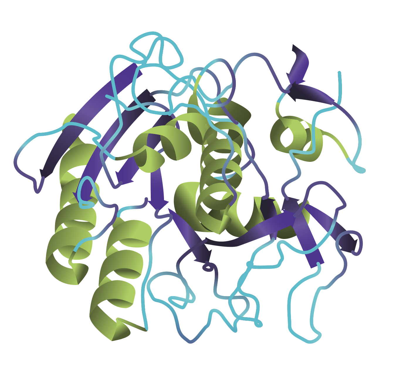 Proteinase K 3D Ribbon Structure The 3D ribbon structure of proteinase K showing alpha helices in green, beta sheets in purple, and other aa stretches in blue